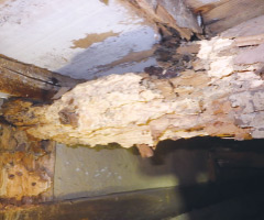 腐朽菌で劣化した木材