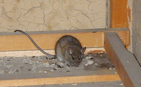 寒い冬場もネズミ被害に注意！