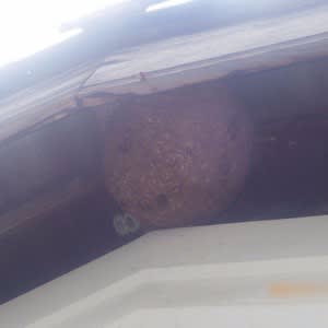 軒裏に隠れたスズメバチの巣
