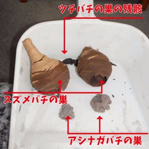 3種類のハチの巣がとれました